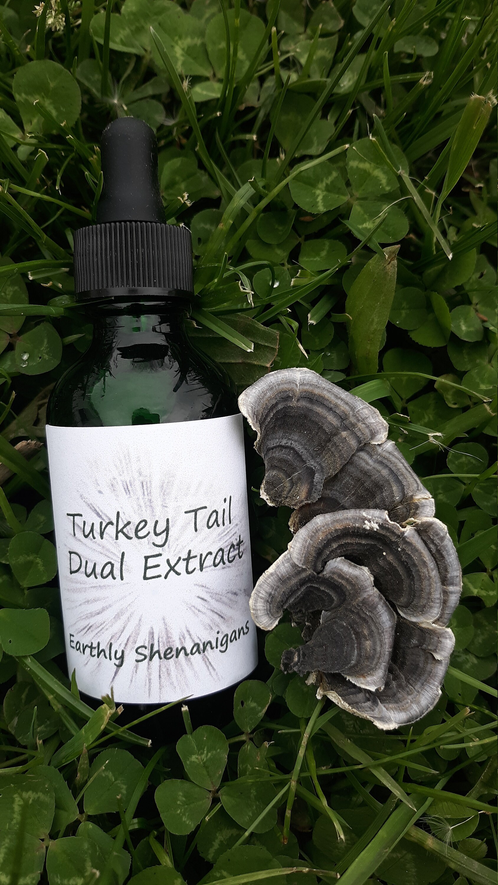 Turkey Tail Dual Extract Etsy