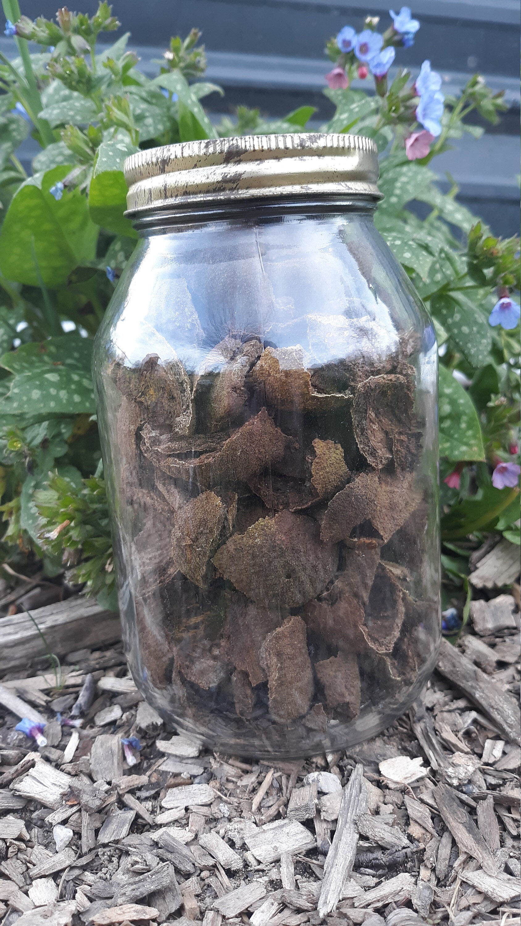 Black Walnut Hull Dried Etsy