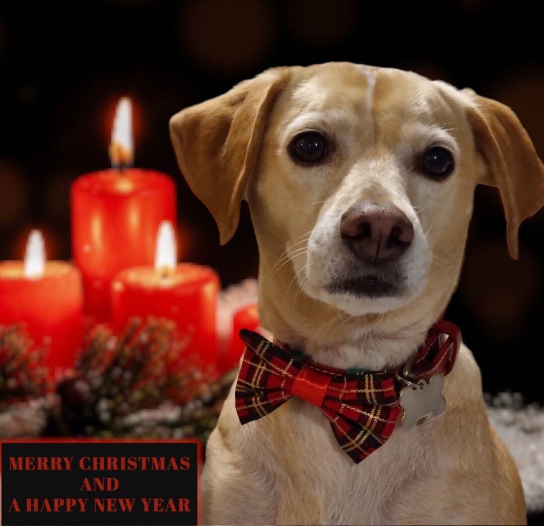 Handmade Christmas Doggie Bow Ties Dog Accessories. Gift for Etsy