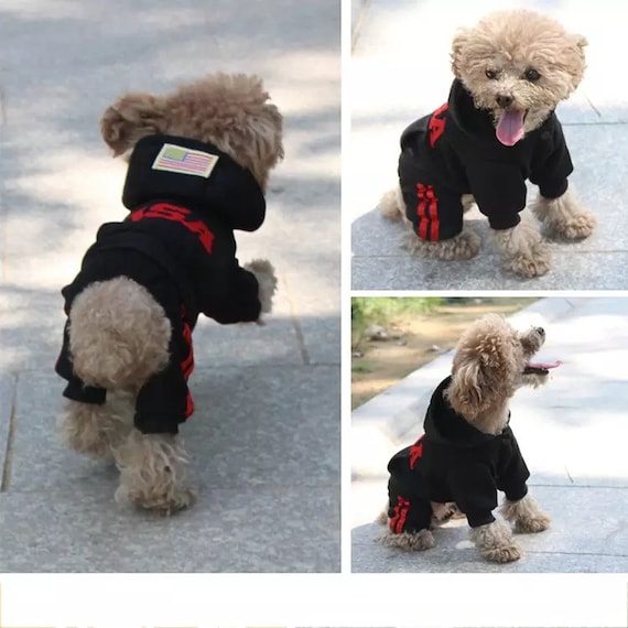 Dog in cheap tracksuit