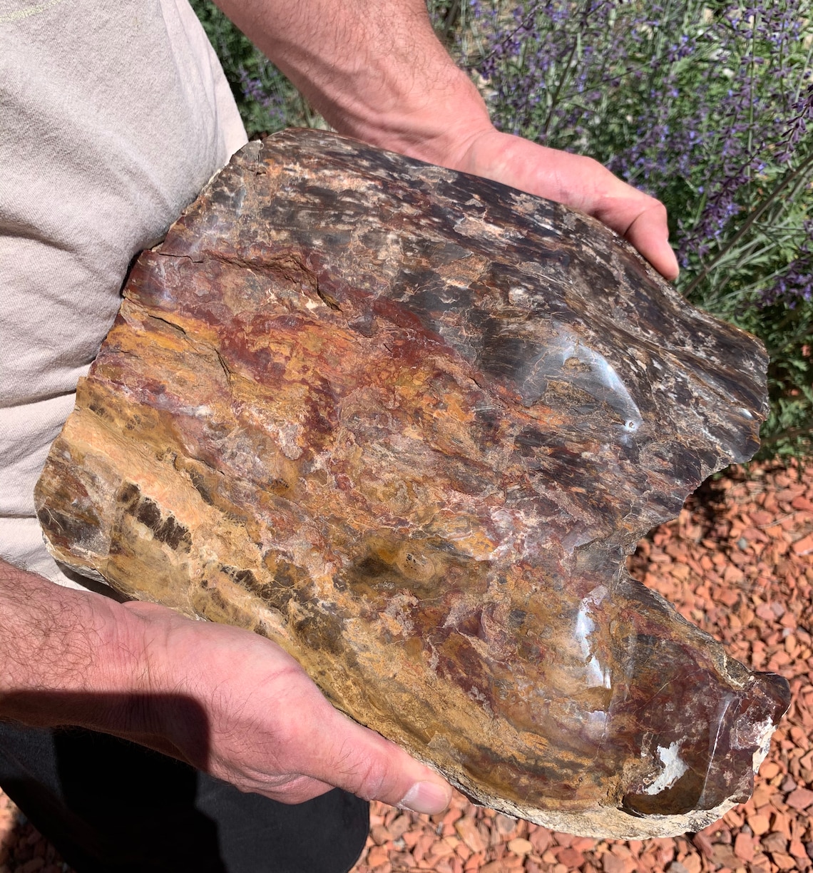 Large piece of Petrified Wood Polished Petrified Wood Etsy