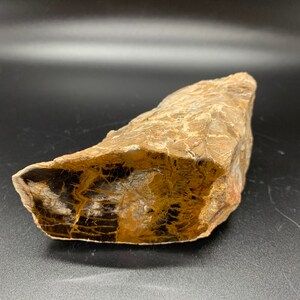 Petrified Wood of New Mexico, Fossilized Wood, Rocks