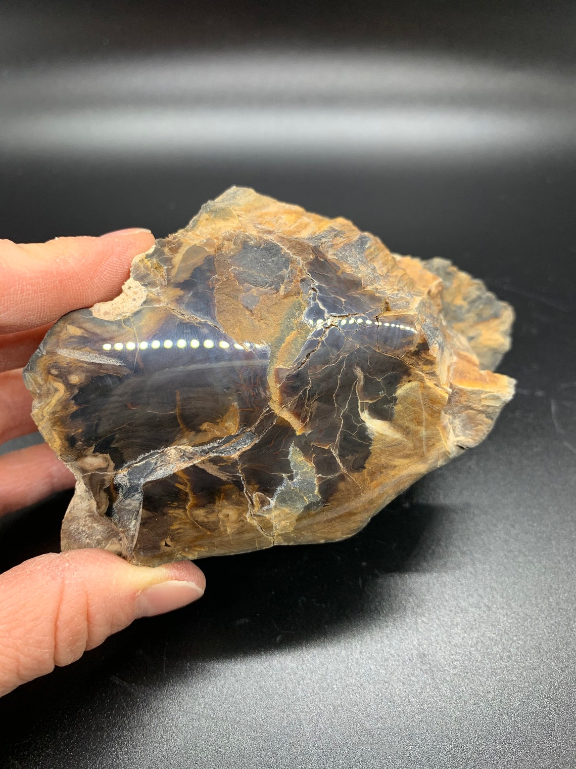 Petrified Wood of New Mexico, Fossilized Wood With Knot, Polished