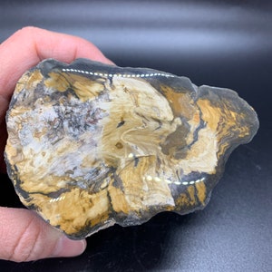 Polished & Raw Petrified Wood of New Mexico, Fossilized Wood, Rocks, Fossils, rare Fossils