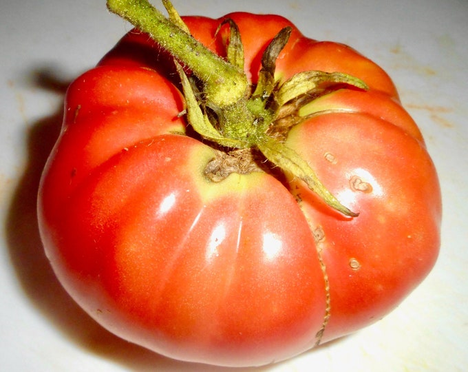Abe Hall Tomato - RARE Heirloom 10 seeds