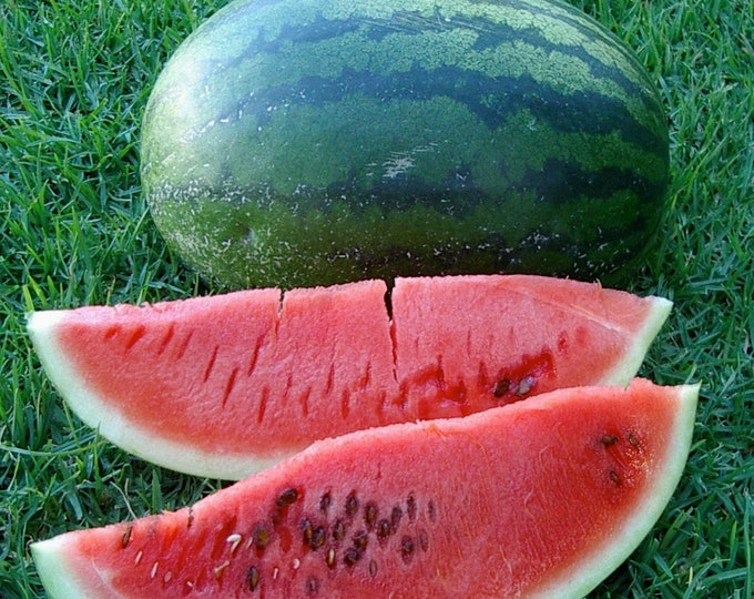 Congo Watermelon - RARE heirloom 10 seeds
