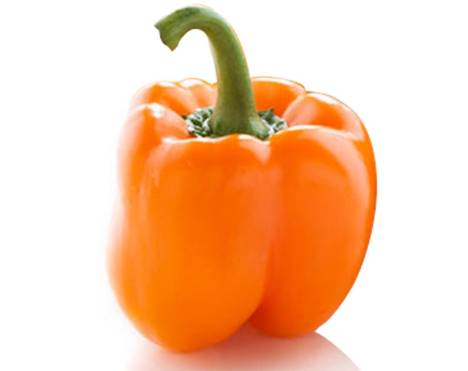 Orange Horizon Bell Pepper - RARE heirloom 10 seeds