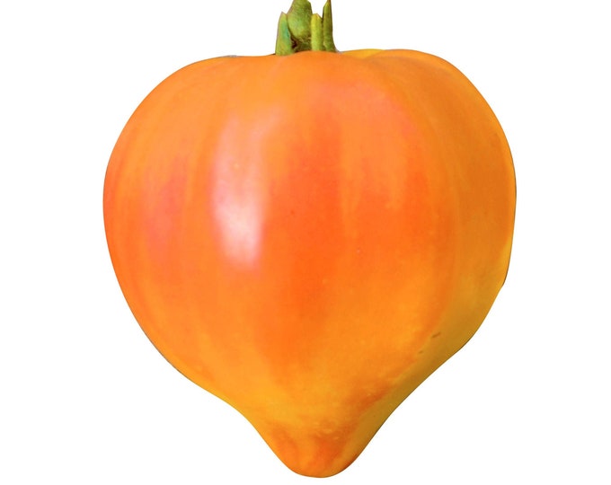 Golden King of Siberia Tomato - RARE heirloom 15 seeds