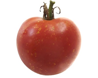 Urbikany Czech Tomato - RARE Heirloom 10 seeds
