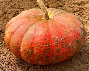 Rouge Vif D' Etampes (Cinderella) Pumpkin - RARE heirloom 20 seeds