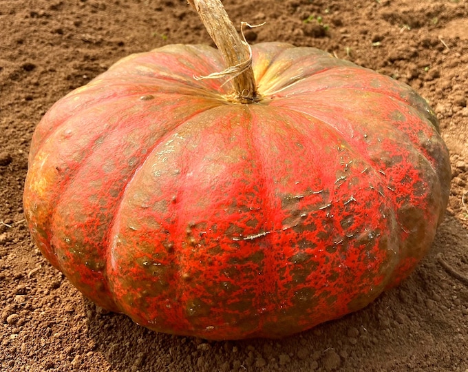 Rouge Vif D' Etampes (Cinderella) Pumpkin - RARE heirloom 20 seeds