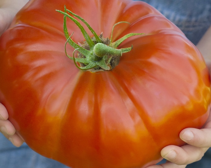 Delicious Tomato - Heirloom 10 seeds