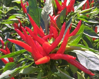 Poinsettia Hot Pepper - Heirloom 10 seeds