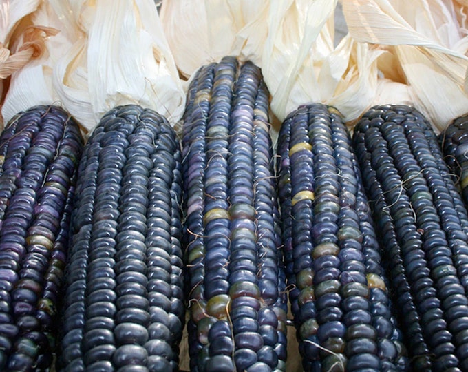 Blue Hopi Corn - Heirloom 25 seeds