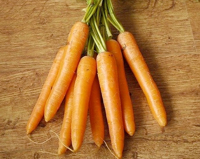 Kuroda Carrot - RARE Heirloom 30 seeds