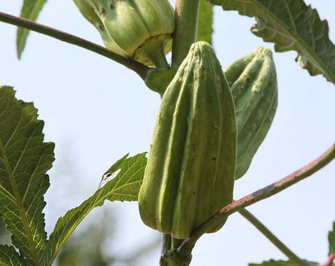 Star of David Okra - heirloom seeds