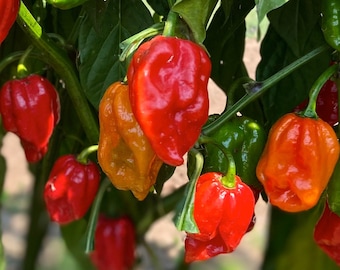 Aji Dulce Caribbean Sweet Pepper - RARE Heirloom 20 seeds