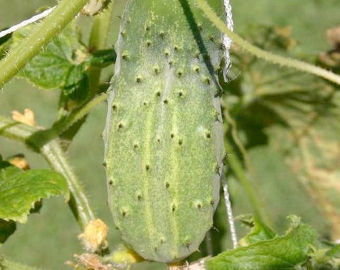 National Pickling Cucumber - Heirloom 20 seeds