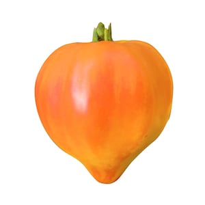 Golden King of Siberia Tomato - RARE heirloom 15 seeds