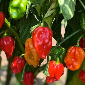 Aji Dulce Caribbean Sweet Pepper - RARE Heirloom 20 seeds