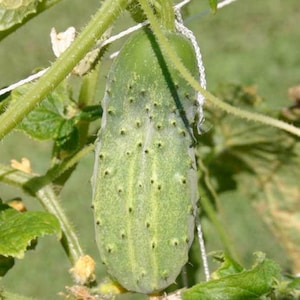 National Pickling Cucumber - Heirloom 20 seeds