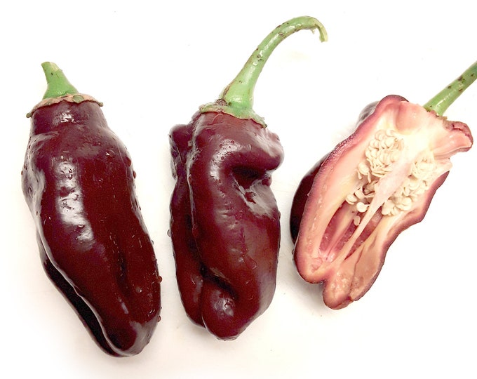 Chocolate Bell Sweet Pepper - RARE heirloom 15 seeds