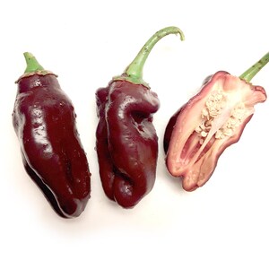 Chocolate Bell Sweet Pepper - RARE heirloom 15 seeds