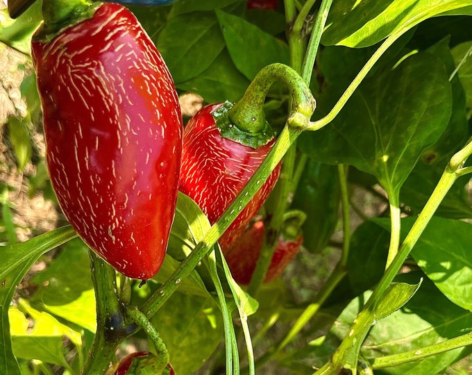 Songs Thai Chili Pepper - RARE Heirloom seeds