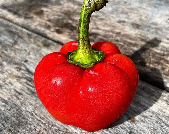 Sheepnose Pimento Sweet Pepper - Heirloom 15 seeds