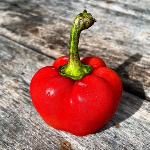 Sheepnose Pimento Sweet Pepper - Heirloom 15 seeds