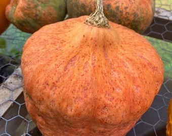 Australian Butter Squash - RARE heirloom 10 seeds
