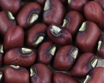 Haricot Rouge de Burkina Faso Pea - RARE Heirloom 15 seeds