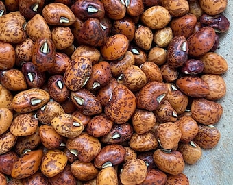 Shinney Pea - ENDANGERED VERY RARE heirloom 20 seeds