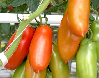 San Marzano Tomato - RARE Heirloom 10 seeds