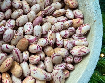Tongues of Fire Bean - RARE heirloom 15 seeds