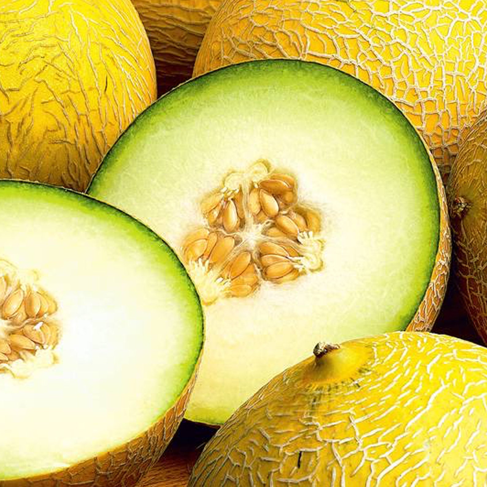 Israel Melon RARE Heirloom 10 seeds | Etsy