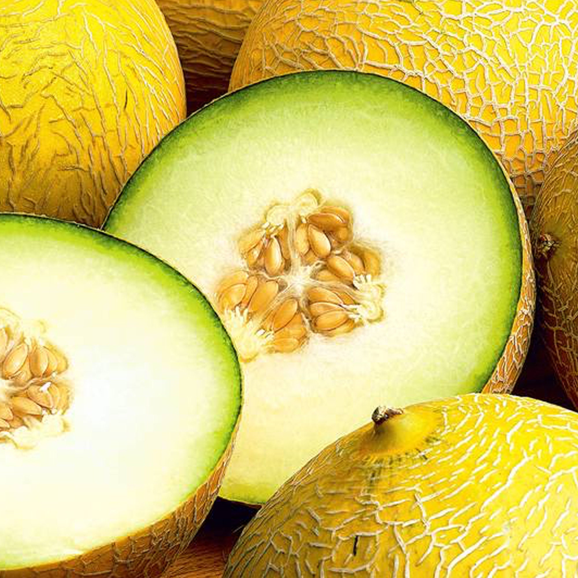 Israel Melon - RARE Heirloom 10 seeds