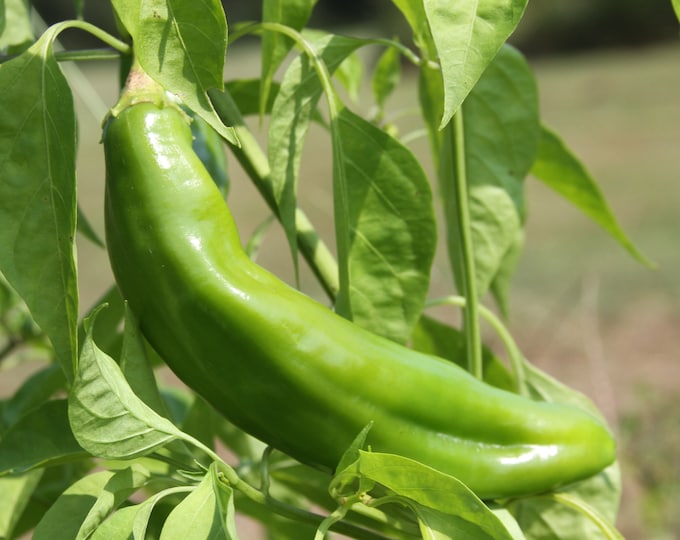 Anaheim Hot Pepper - Heirloom seeds