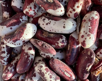 Squaw Bean - RARE heirloom 20 seeds