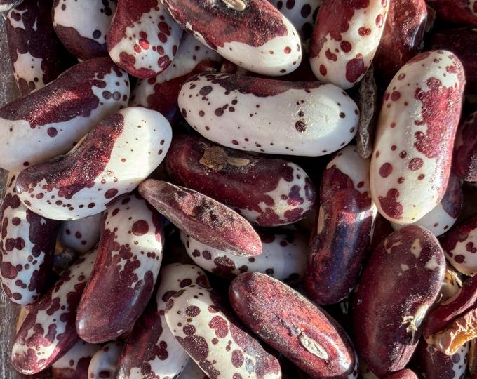 Squaw Bean - RARE heirloom 20 seeds