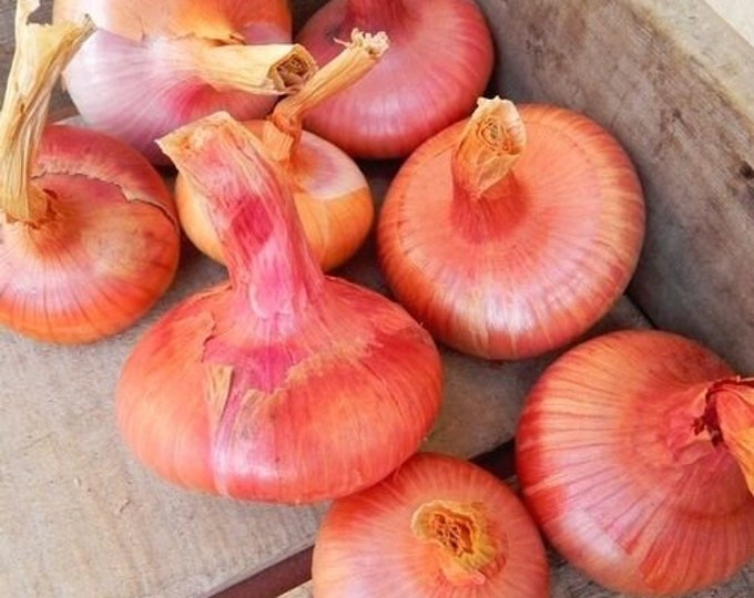 Red Creole Onion - RARE Heirloom 30 seeds