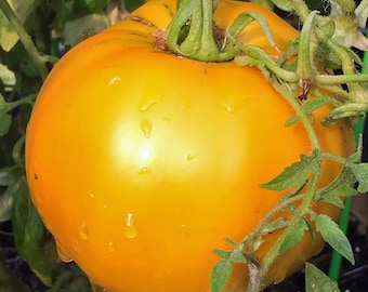 Hillbilly Golden Jubilee Tomato - RARE Heirloom 20 seeds