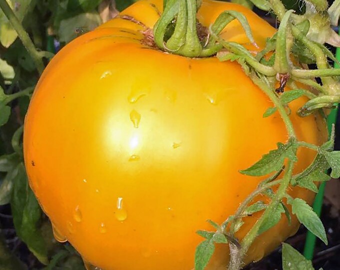 Hillbilly Golden Jubilee Tomato - RARE Heirloom 20 seeds