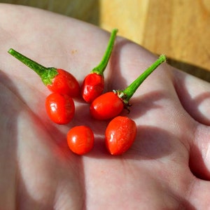 Chiltepin Hot Pepper - Heirloom 20 seeds