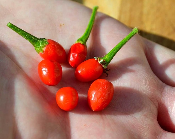 Chiltepin Hot Pepper - Heirloom 20 seeds