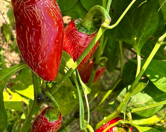 Jalapeño Chili Pepper - Heirloom seeds