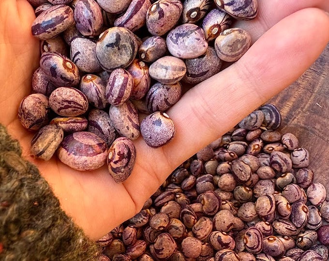 Cranberry Flider Pole Bean - RARE heirloom 15 seeds