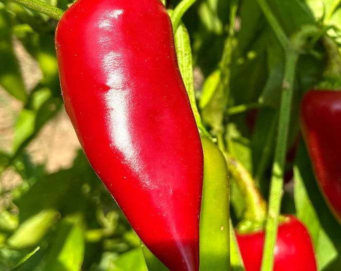 Red Fresno Sweet Pepper - Heirloom 10 Seeds