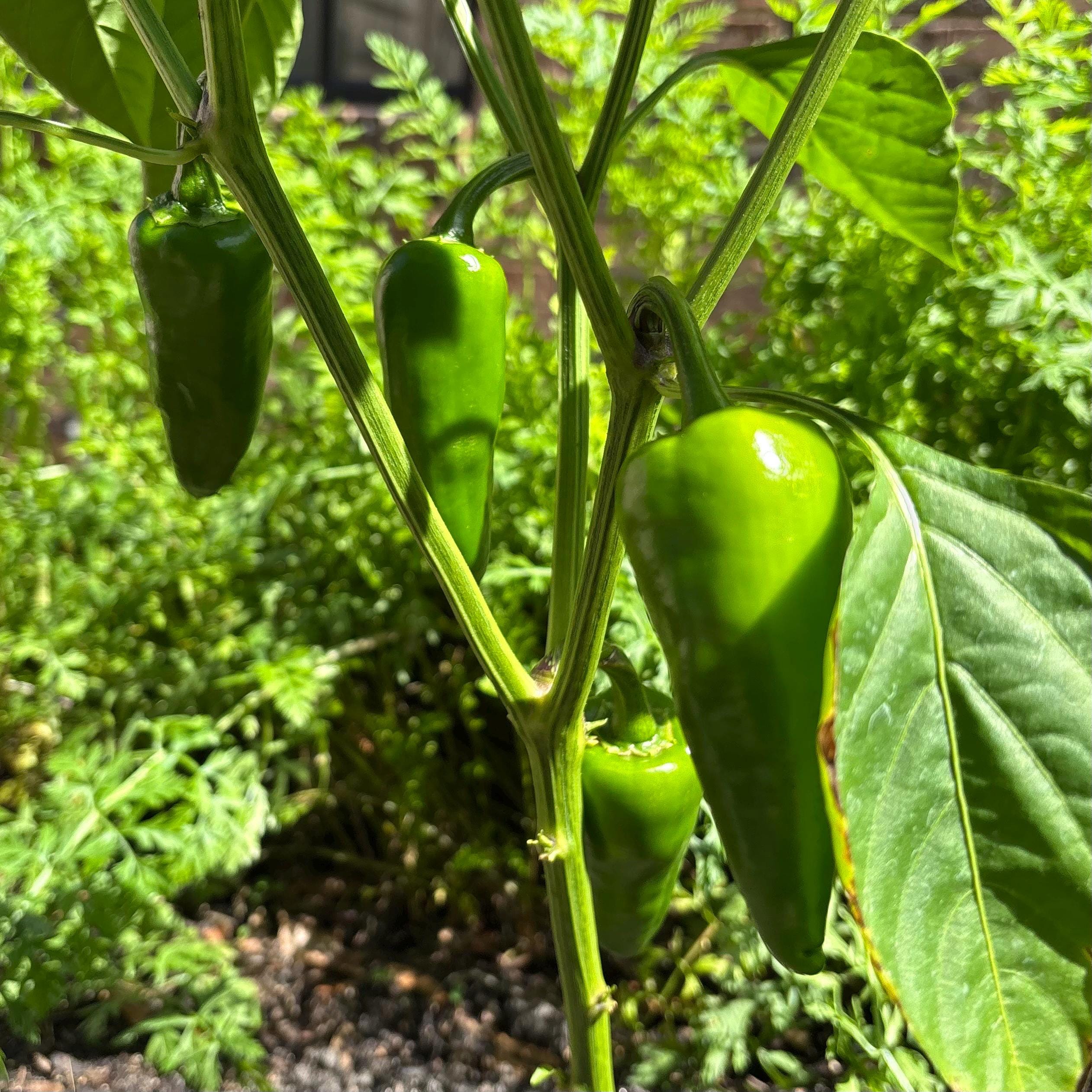 Basque Piment D'Espelette Pepper Seeds - Heirloom From Basque Region, Sherwood Seeds