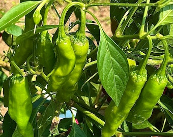 Shishito Japanese Pepper - Heirloom 15 seeds